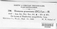Uromyces proëminens image